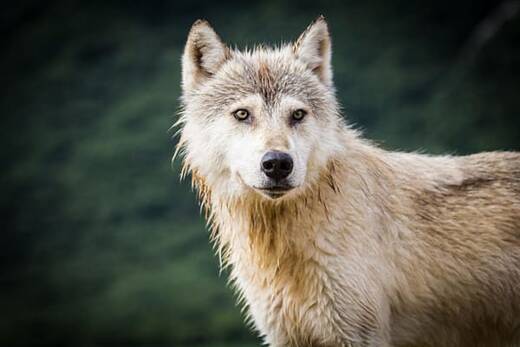 1337-lobo.jpg
