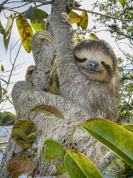 1358-wild-animals-perezoso.jpg