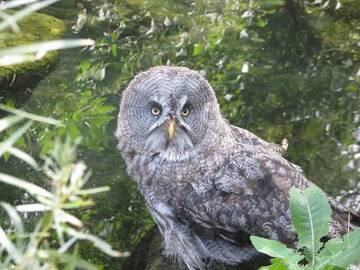 1359-wild-animals-buho.jpg