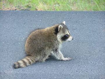 1360-wild-animals-mapache.jpg