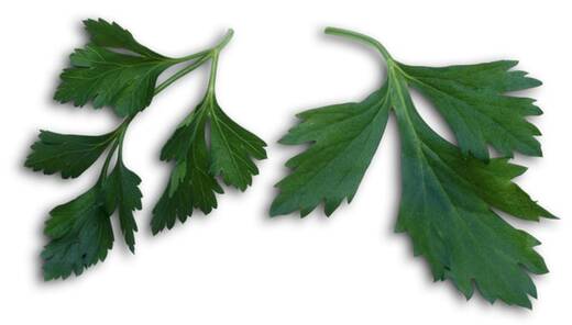 1697-hierba-cilantro-o-perejil.jpg