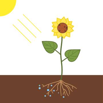 1733-proceso-que-se-produce-en-las-plantas.jpg