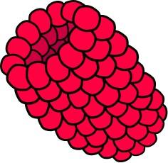 403-frutas-en-ingles-4.jpg