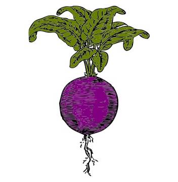 462-vegetales-en-ingles-intermedio-1.jpg