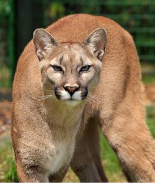 494-felinos-en-ingles-1.jpg