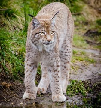 495-felinos-en-ingles-2.jpg