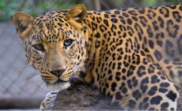 498-felinos-en-ingles-5.jpg