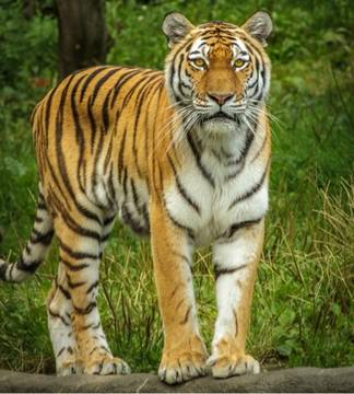 499-felinos-en-ingles-8.jpg