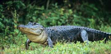 501-reptiles-en-ingles-1.jpg