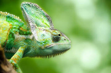502-reptiles-en-ingles-2.jpg