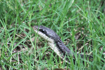 503-reptiles-en-ingles-3.jpg