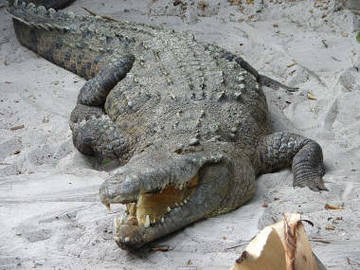 504-reptiles-en-ingles-4.jpg