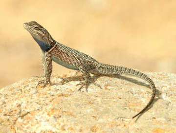 505-reptiles-en-ingles-5.jpg
