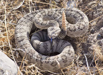 507-reptiles-en-ingles-9.jpg