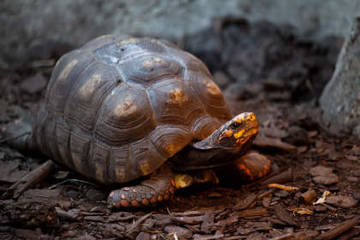 508-reptiles-en-ingles-10.jpg