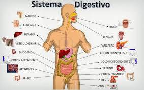 551-digestivo.jpg