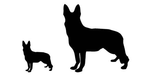 892-1611365861926-09021001-imagen-perros-semejantes.jpg